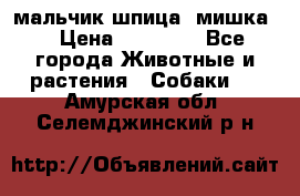 мальчик шпица (мишка) › Цена ­ 55 000 - Все города Животные и растения » Собаки   . Амурская обл.,Селемджинский р-н